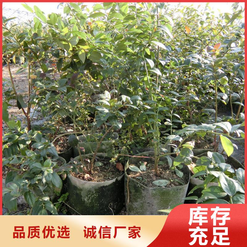 藍金藍莓苗怎么賣