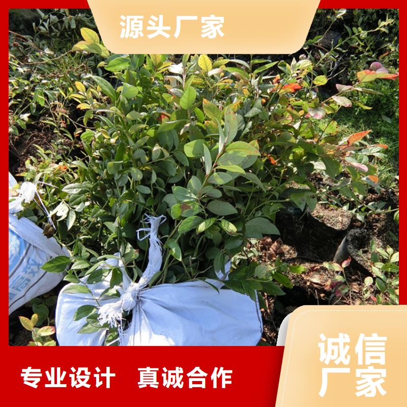 石榴树视频-湖北省轩园石榴树可服务区域黄石|武汉|孝感|随州|荆州等