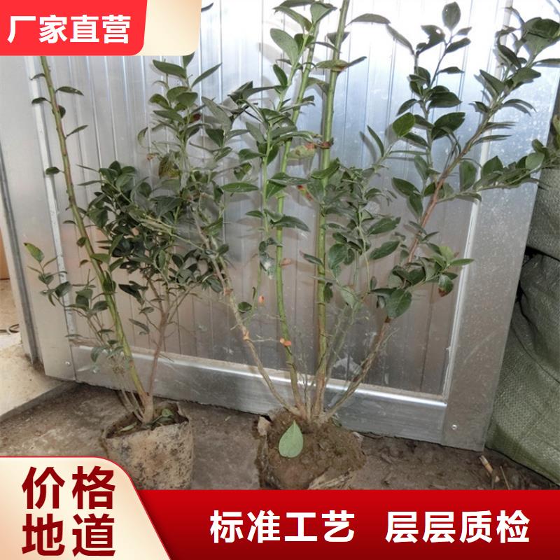【藍莓苗】,櫻桃苗敢與同行比價格