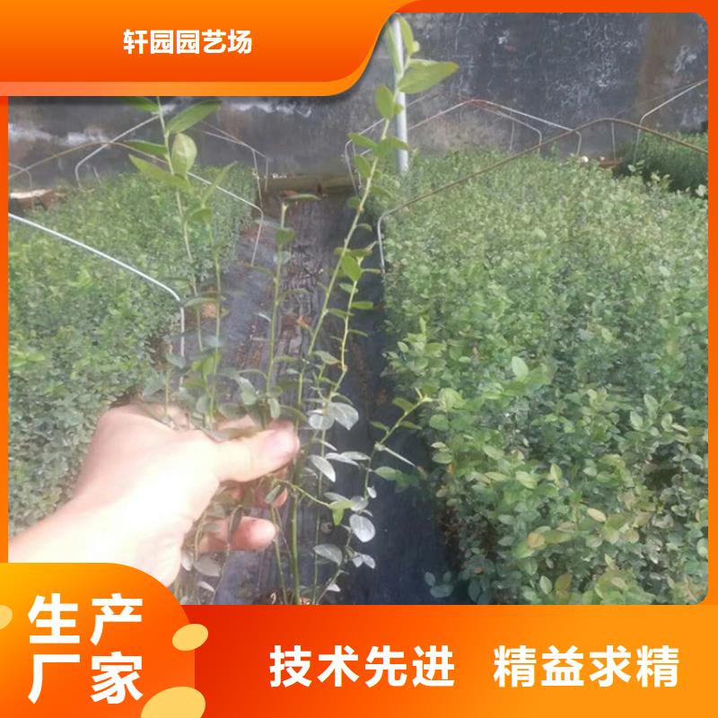 組培藍莓苗種植管理技術