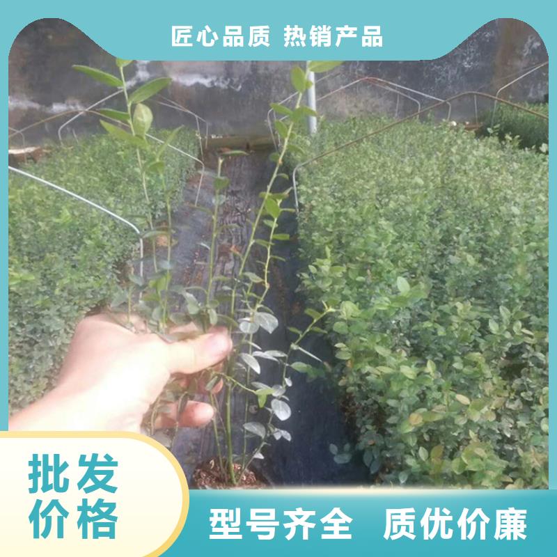 藍莓苗桃樹苗采購
