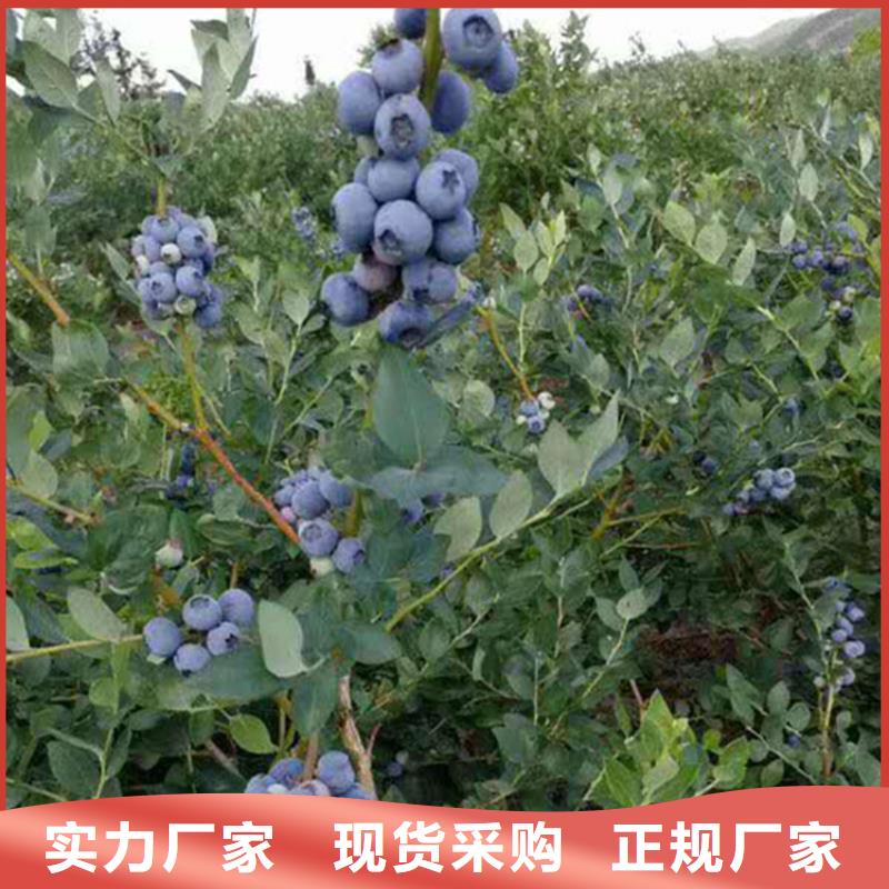 藍(lán)莓穴盤苗現(xiàn)貨供應(yīng)