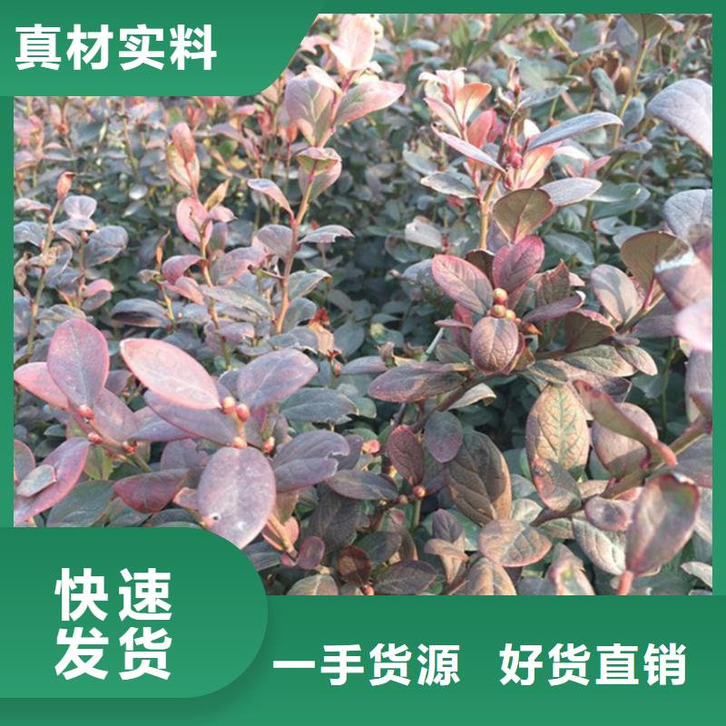 組培藍莓苗種植管理技術