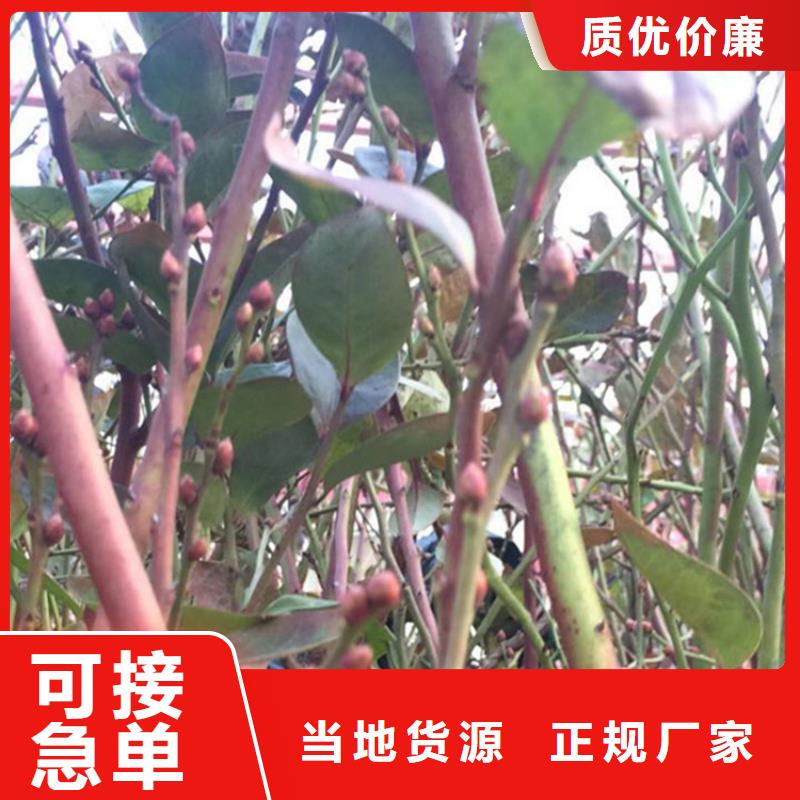 藍莓苗桃樹苗采購
