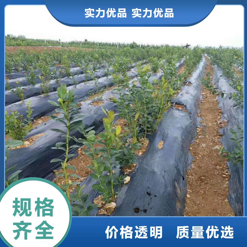 石榴树视频-湖北省轩园石榴树可服务区域黄石|武汉|孝感|随州|荆州等