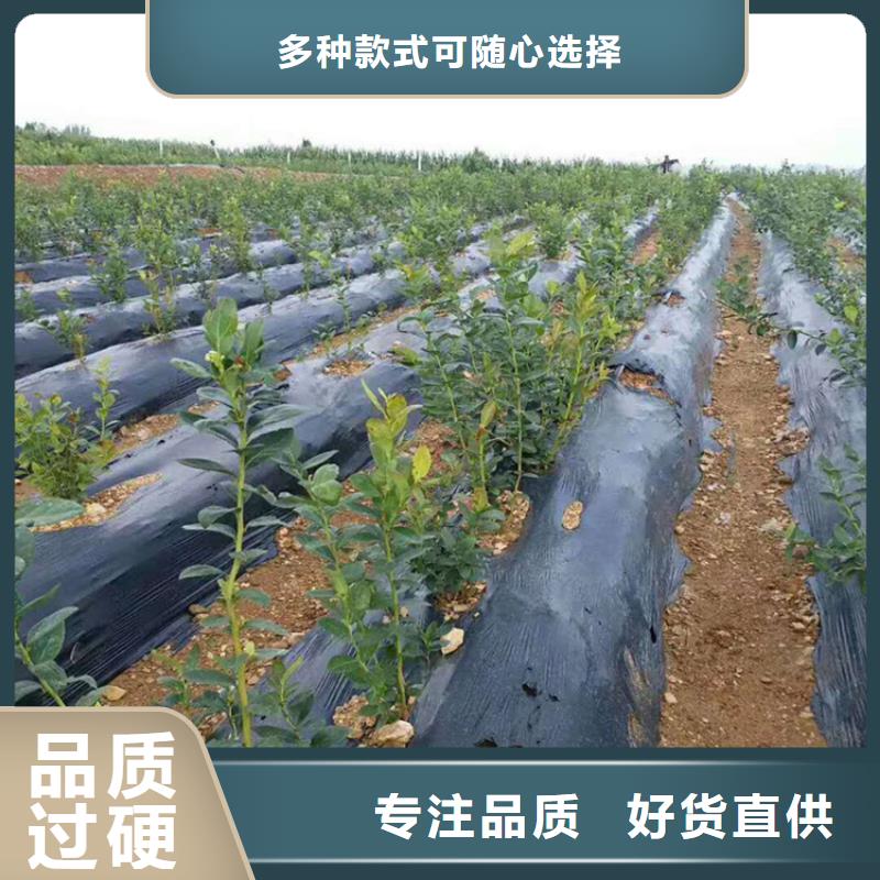 藍(lán)莓苗,蘋果苗N年專注