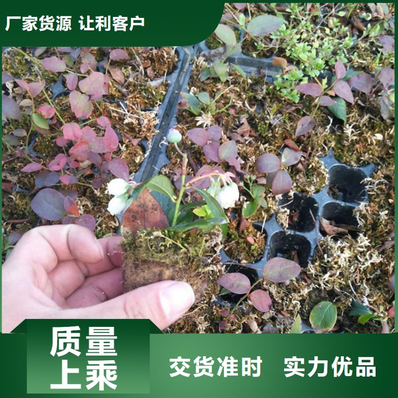 石榴树视频-石榴树|揭阳市|普宁|榕城|茂名|东莞|惠州|潮州|江门|云浮