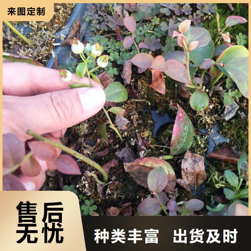 藍莓穴盤苗現貨供應