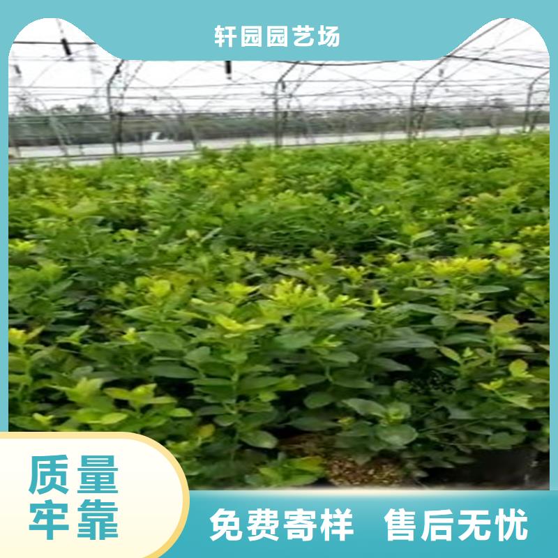 組培藍莓苗種植管理技術