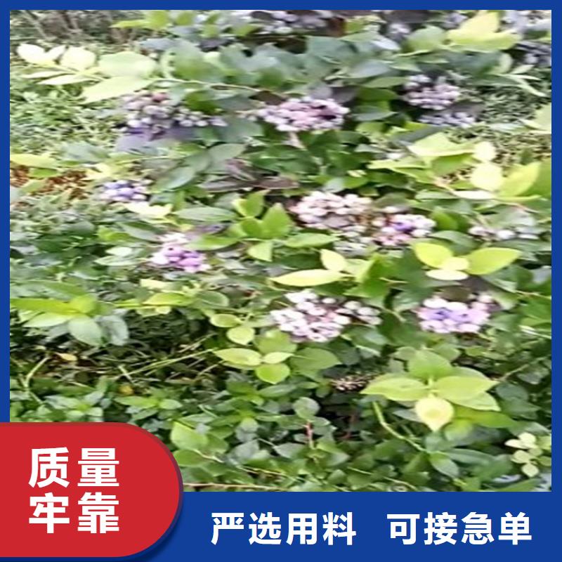 蓝莓苗讲信誉保质量