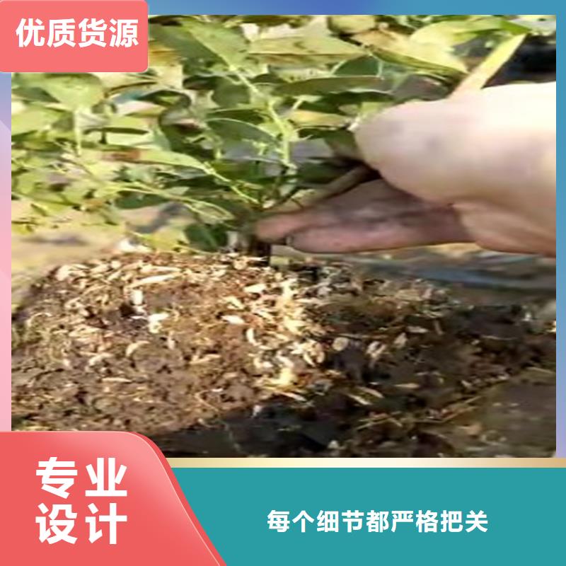 藍莓穴盤苗現貨供應