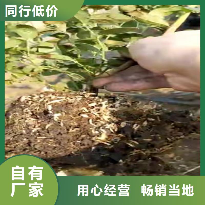 藍莓苗蘋果苗全品類現貨