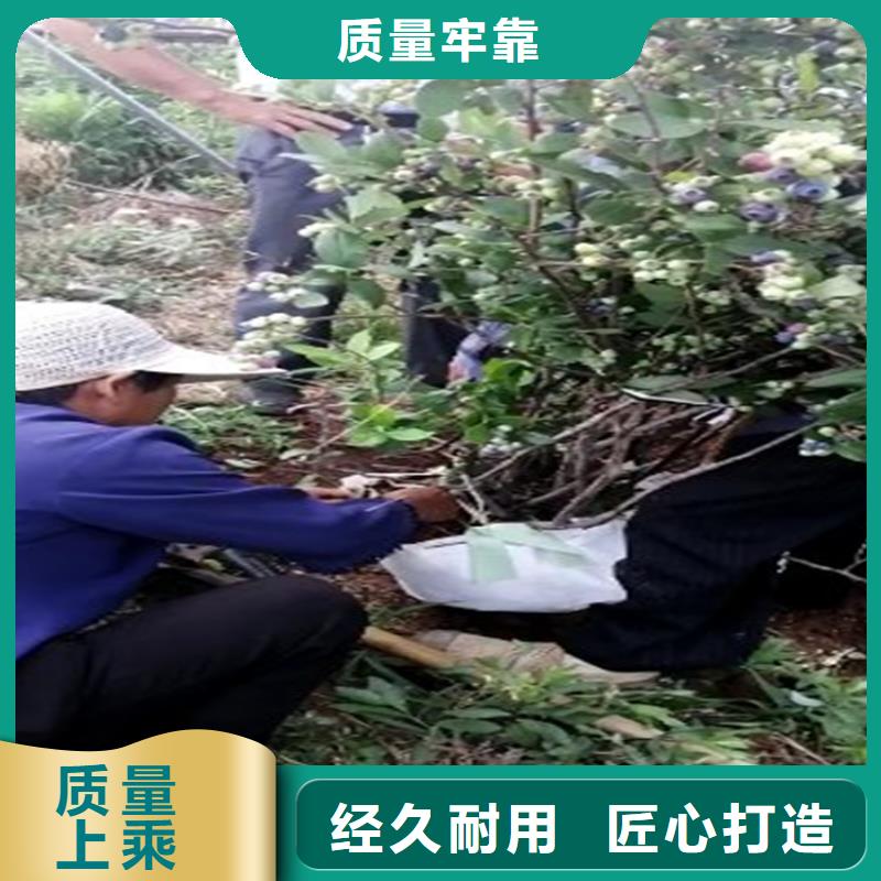 藍(lán)莓苗櫻桃苗一站式供應(yīng)廠家