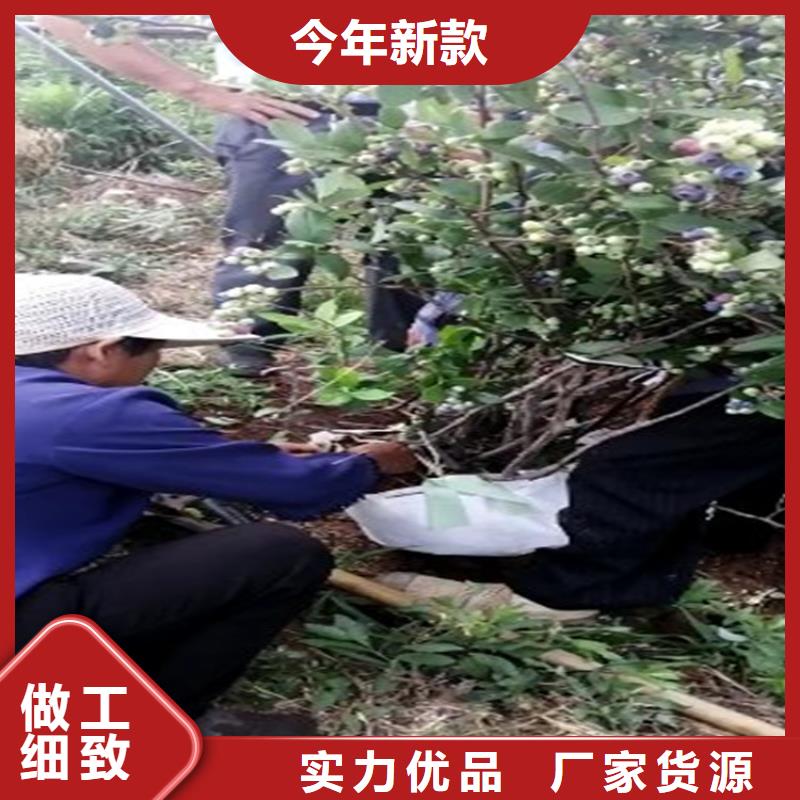 藍莓苗蘋果苗全品類現貨