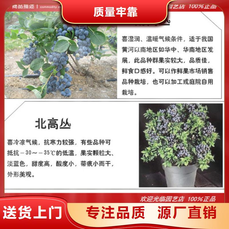 藍莓苗蘋果苗全品類現貨