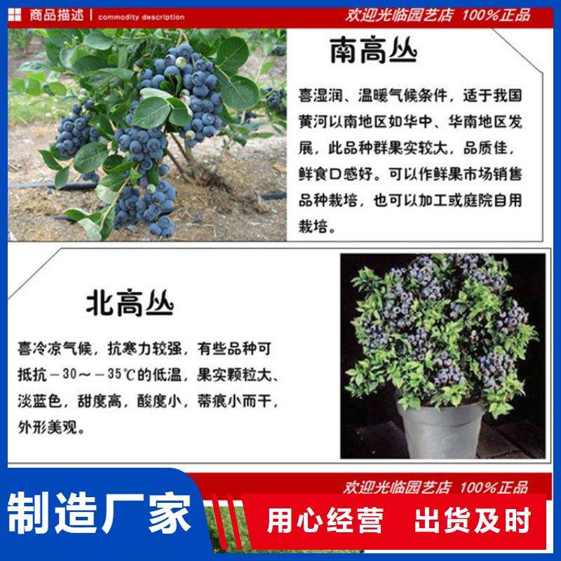 【藍莓苗】,櫻桃苗敢與同行比價格
