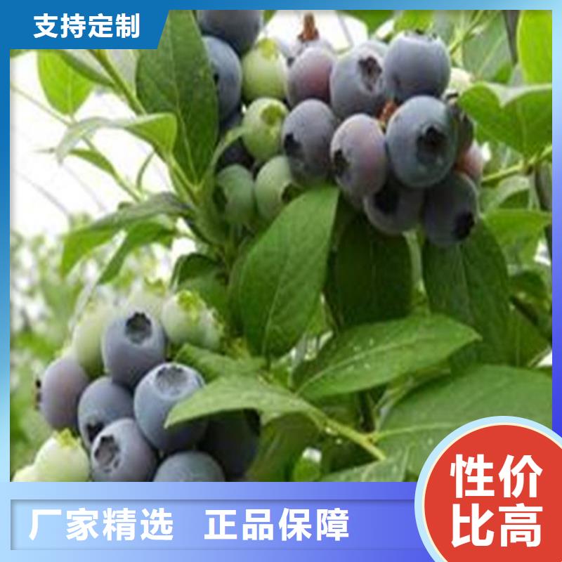 藍莓苗一畝地栽多少棵