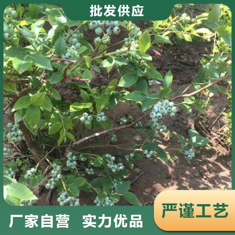 藍(lán)莓穴盤苗現(xiàn)貨供應(yīng)