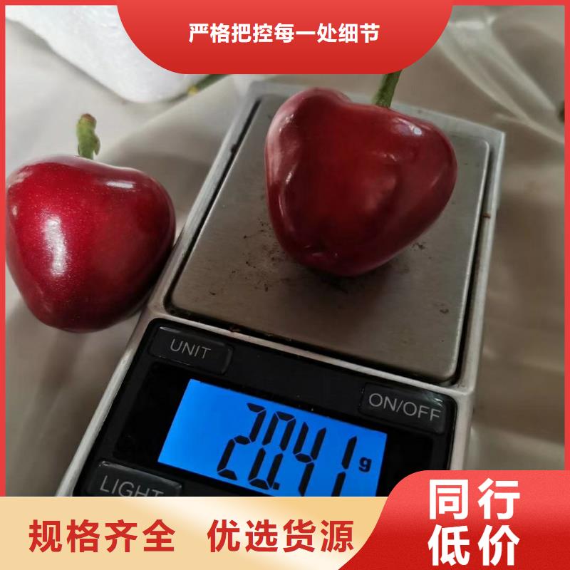 櫻桃_草莓苗來圖定制量大從優(yōu)