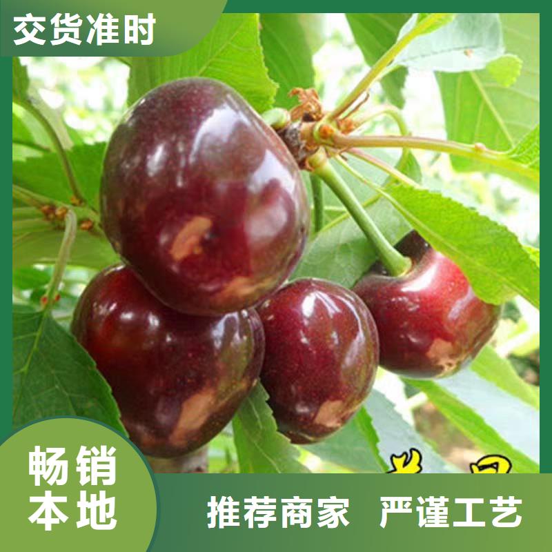 【櫻桃】黃瓜苗訂制批發