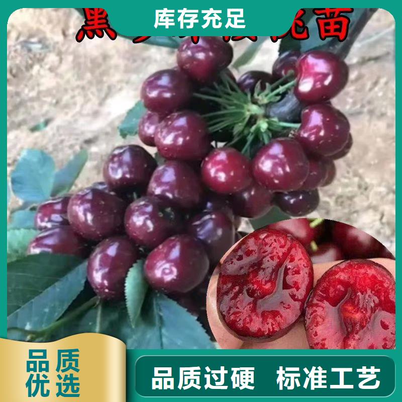 車厘子種植基地