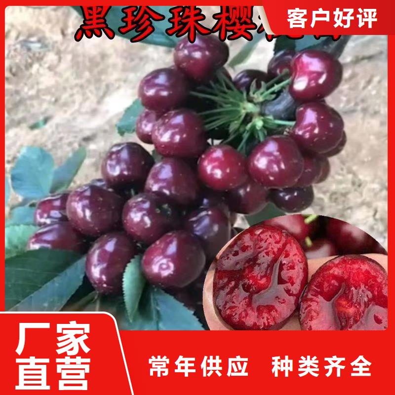 櫻桃草莓苗品質(zhì)卓越