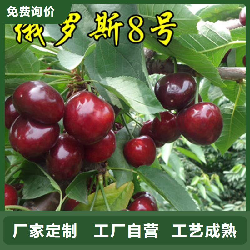 矮化大櫻桃樹苗批發價格