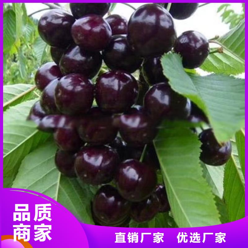 科迪亞櫻桃苗全國發(fā)貨
