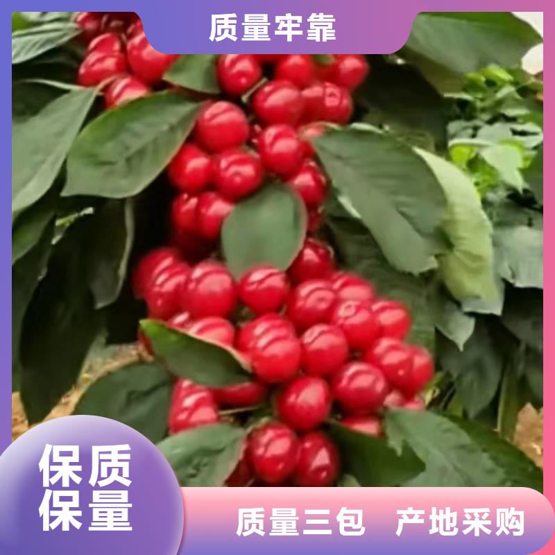 大櫻桃苗一畝地栽多少棵