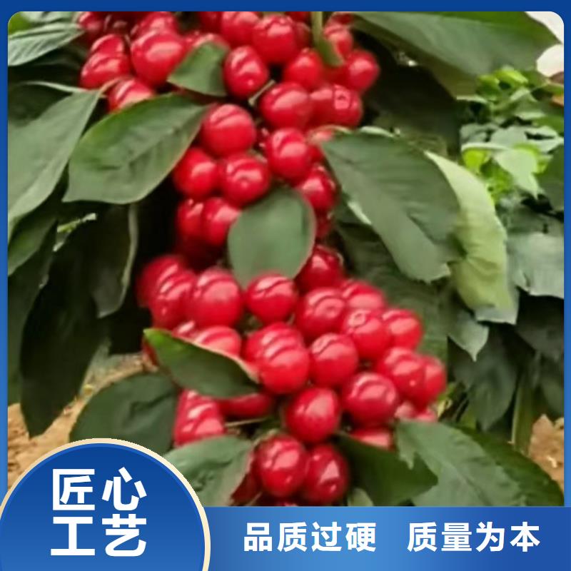 矮化吉塞拉大櫻桃苗經濟效益