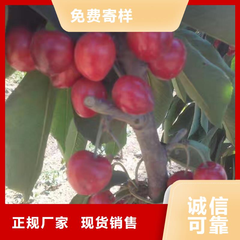 大櫻桃樹苗種植基地