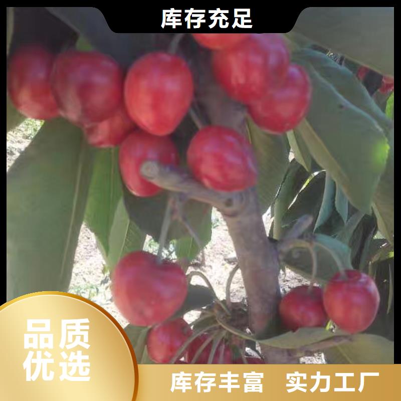 矮化吉塞拉大櫻桃苗經濟效益