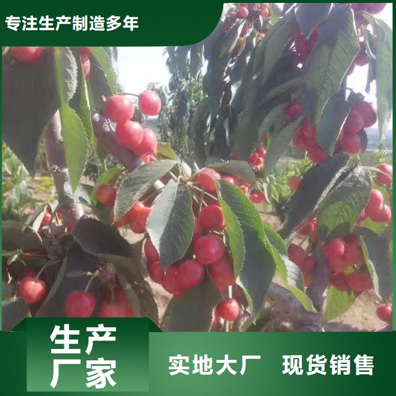 【樱桃】-北美冬青库存齐全厂家直供-轩园园艺场(东莞市分公司)-勺子互联