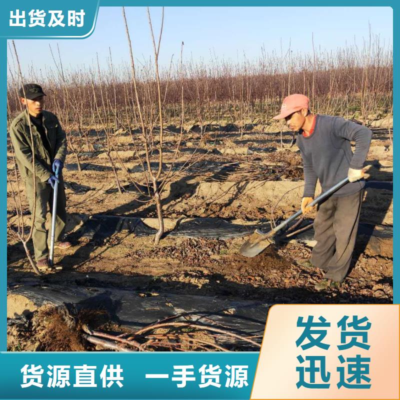 大櫻桃樹苗種植基地