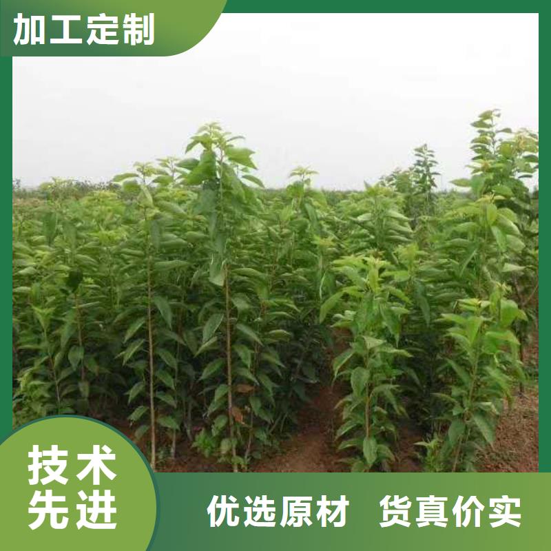 矮化大櫻桃樹苗基地