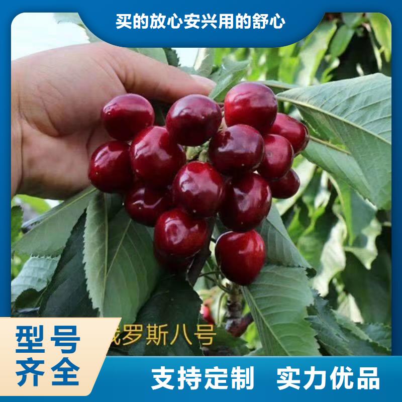 大櫻桃樹苗種植基地