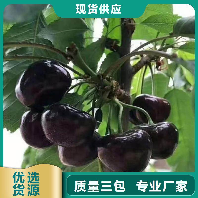 櫻桃,櫻桃苗源頭廠家供應