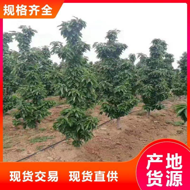 矮化大櫻桃樹苗批發價格