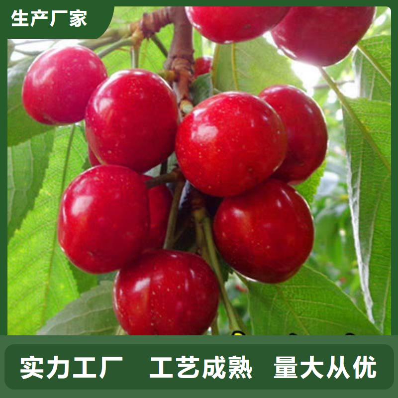 矮化車?yán)遄用绗F(xiàn)挖苗現(xiàn)發(fā)貨