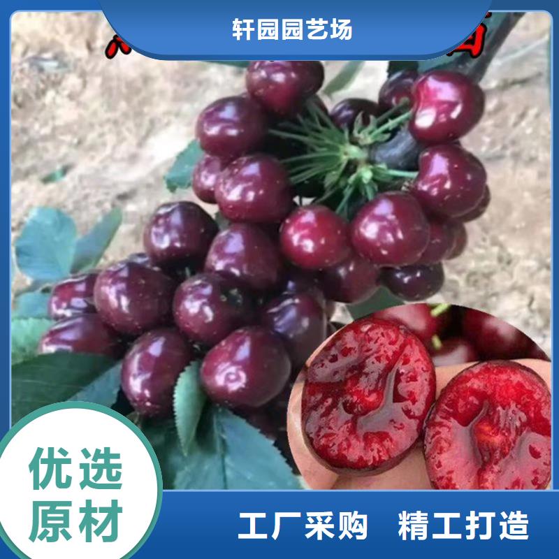科迪亞櫻桃苗全國發(fā)貨