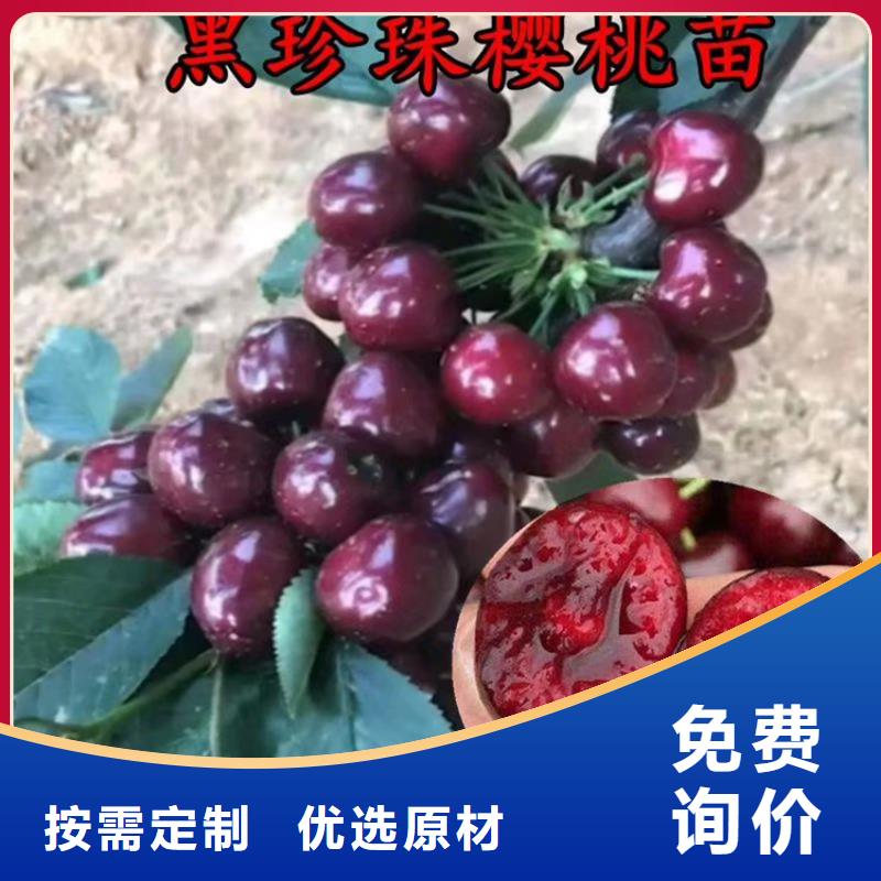 矮化吉塞拉大櫻桃苗經濟效益