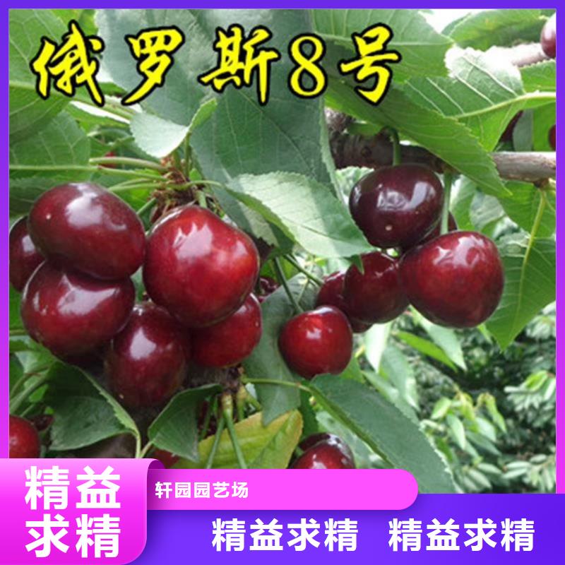 櫻桃草莓苗品質(zhì)卓越