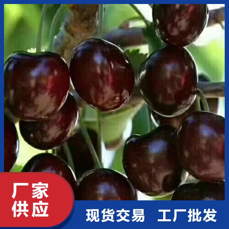 【櫻桃】黃瓜苗訂制批發