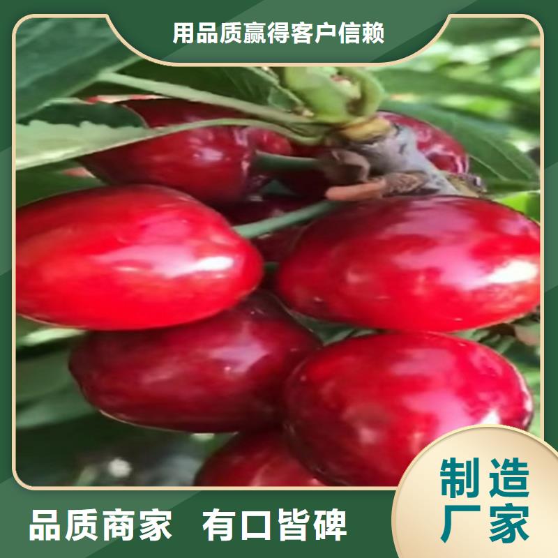 矮化大櫻桃樹苗基地
