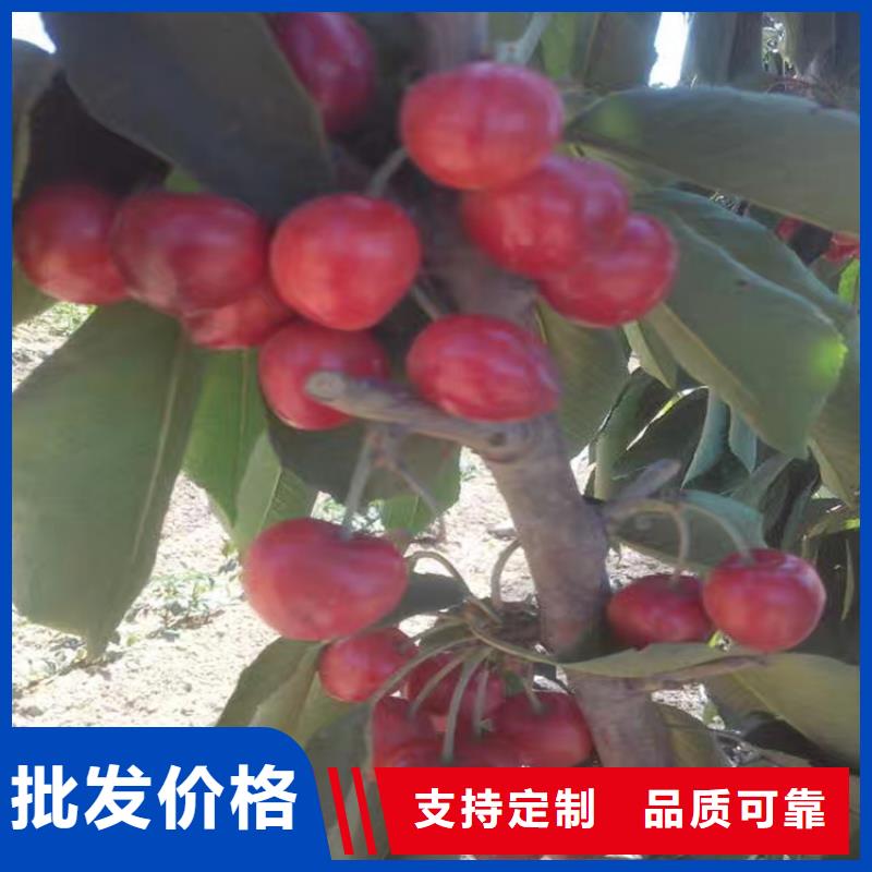 科迪亞櫻桃苗全國發(fā)貨