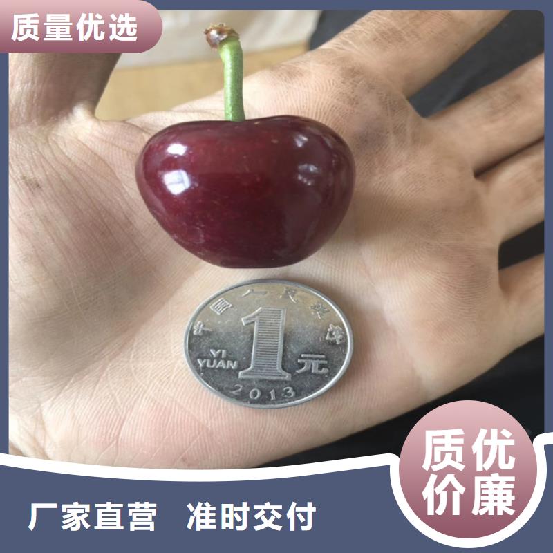 櫻桃【李子苗】詳細(xì)參數(shù)