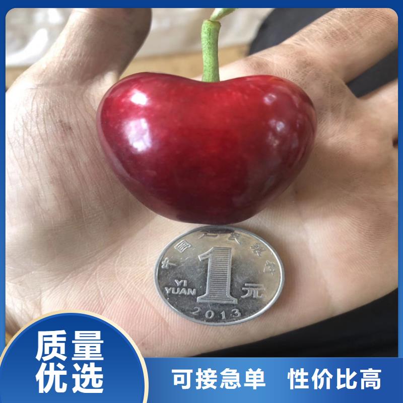 矮化大櫻桃苗一畝地多少棵
