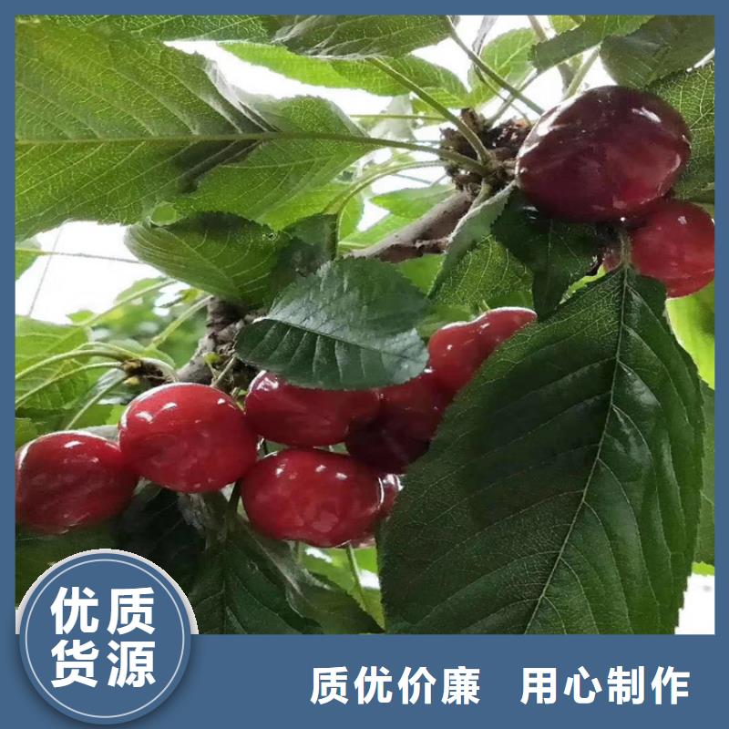 矮化吉塞拉大櫻桃苗成活率高