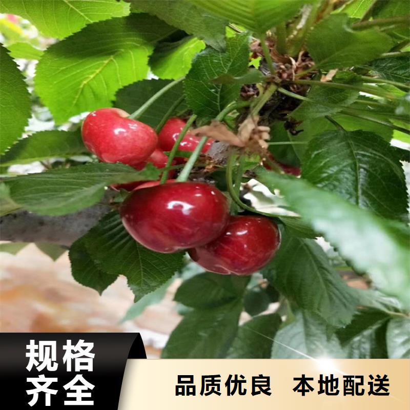 矮化車厘子苗根系發達