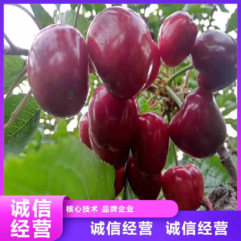 大櫻桃樹苗種植基地